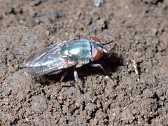 Stomorhina