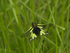 Libelloides coccajus