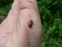 Dologenitus nigrocinctus