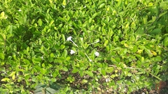 Ajugoideae