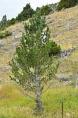 Pinus flexilis