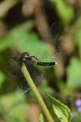 Erythrodiplax minuscula