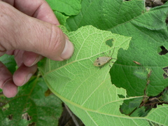 Nestinus bimaculatus