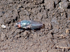 Stomorhina