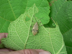 Nestinus bimaculatus