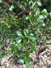 Ilex crenata