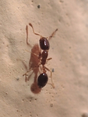 Monomorium floricola
