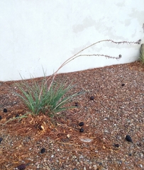 Hesperaloe