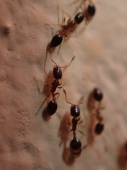 Monomorium floricola