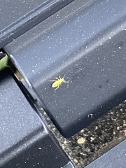 Macrosiphum