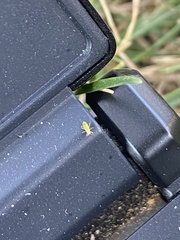 Macrosiphum