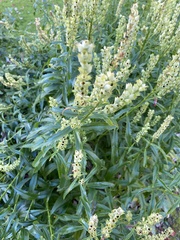 Physostegia virginiana