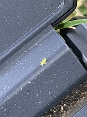 Macrosiphum