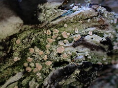 Icmadophila ericetorum