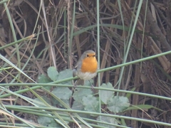 Erithacus rubecula rubecula