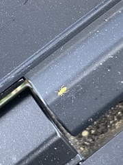 Macrosiphum