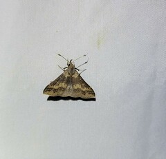 Renia discoloralis