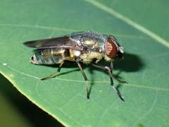 Stomorhina