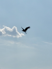 Leptoptilos crumenifer