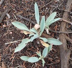 Penstemon pachyphyllus
