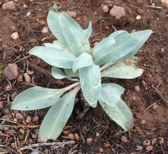 Penstemon pachyphyllus