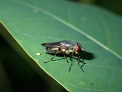 Stomorhina