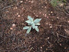 Penstemon pachyphyllus