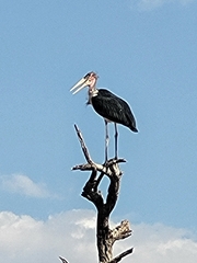 Leptoptilos crumenifer