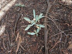 Penstemon pachyphyllus