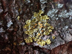 Xanthorioideae