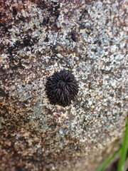 Andreaea