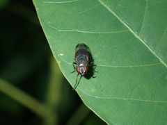 Stomorhina