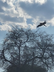 Leptoptilos crumenifer