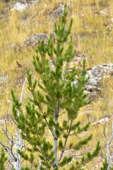 Pinus flexilis