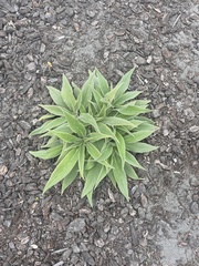 Echium