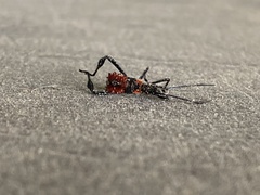 Acanthocephala terminalis