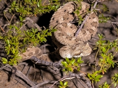 Crotalus cerastes