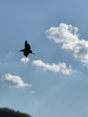 Leptoptilos crumenifer