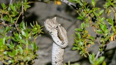 Crotalus cerastes