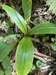 Clintonia umbellulata