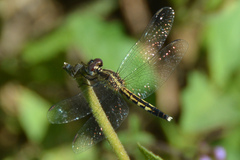 Erythrodiplax minuscula