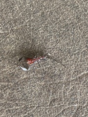 Acanthocephala terminalis