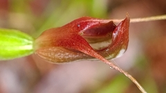 Pterostylis erecta
