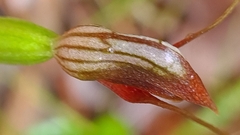 Pterostylis erecta