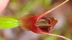 Pterostylis erecta