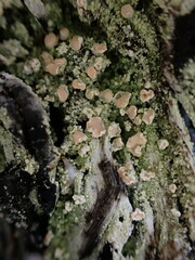 Icmadophila ericetorum