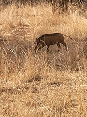 Phacochoerus africanus massaicus