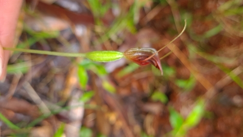 Image of Pterostylis erecta by (c) Petra Holland, some rights reserved (CC BY)
