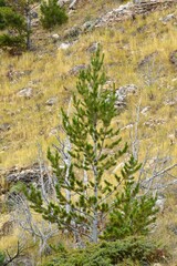 Pinus flexilis