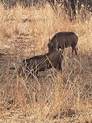 Phacochoerus africanus massaicus